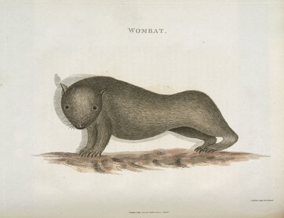 ウォンバット、オーストラリア、1798年頃 作： Unbekannt