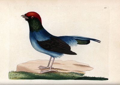 ワンダフル・マナキン（Chiroxiphia linearis）。無署名のイラスト（George ShawとFrederick nodder）。The Naturalist
