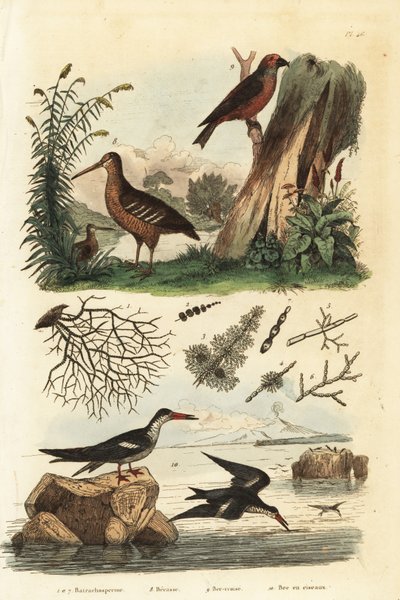 ウッドコック（Scolopax rusticola）、レッドクロスビル（Loxia curvirostra）、ブラックスキマー（Rynchops niger） Becasse, bec-croise, et bec en ciseaux 作： Unbekannt