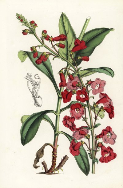 ライトヒゲタンポポ（Pentstemon wrightii）。Louis van Houtte and Charles Lemaire
