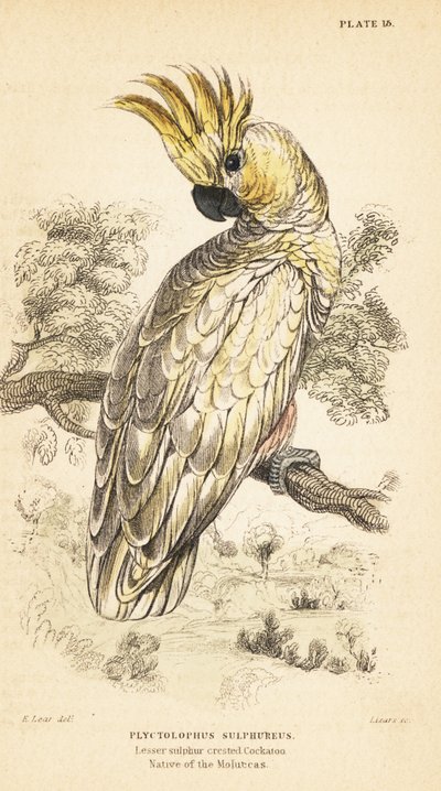 黄色い紋付きのオウム、Cacatua sulphurea。 Critically endangere1889 (彫刻) 作： Unbekannter Künstler