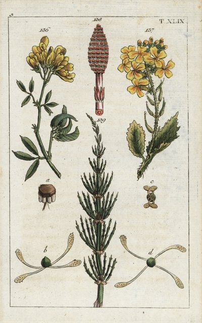 黄色いアルファルファ（アルファルファ）、Medicago falcata 136、野生の大根（ラヴェネル）、Raphanus raphnistrum 137、野生のスギナ（プレール・デ・シャン）、Equisetum arvense 138/139.G.T.ヴィルヘルムの「Unte」の植物図版の手彩色銅版画。 作： Unbekannter Künstler