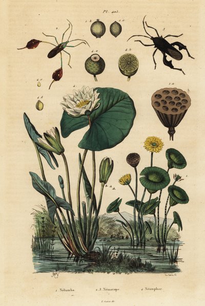 黄蓮（Nelumbo lutea）1、ハダカデバネズミ（Anisoscelis foliaceus）2とAnoplocnemis curvipes 3、白水蓮（Nymphaea alba）4などが挙げられます。 作： Unbekannt