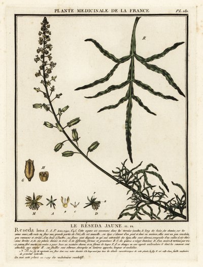 黄色のミニョネット、Reseda lutea。 作： Unbekannter Künstler