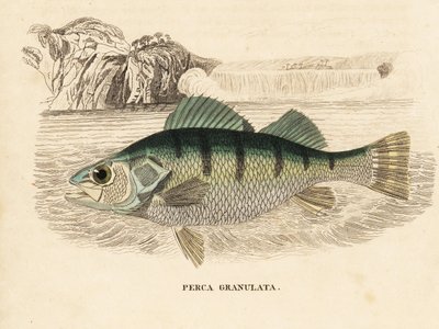 イエロー・パーチ、Perca flavescens（グラニュレーテッド・パーチ、Perca granulata）。Georg Friedrich Treitschkeの自然史ギャラリー、Naturhistorischer Bildersaal des Thierreiches、Liepzig-1842所蔵の手彩色スチール・エングレーヴィング。 作： Unbekannter Künstler