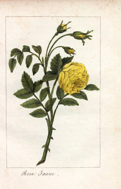 イエロー・ピンク、イエロー・ピンク、ロサ・ルテア。1815年頃、パリの "Hommage rendu a la Rose "に掲載されたプリュドム女史の挿絵の手彩色銅版画。バラの歴史と12点の植物細密画が掲載されたギフトブック。 作： Unbekannter Künstler