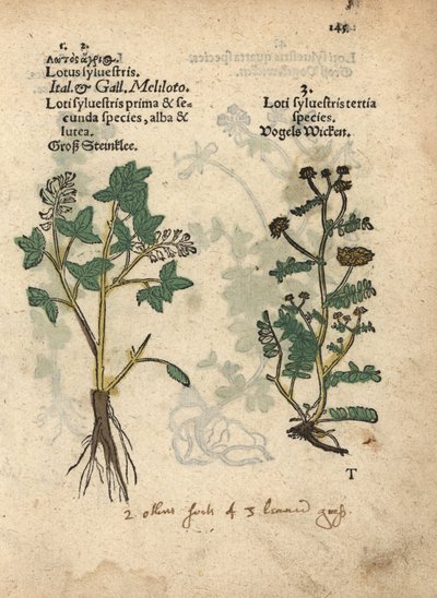 黄色いスイートクローバーの一種、メリロトゥス・オフィシナリス。アダム・ロニカーの『Krauterbuch, or Herbal, Frankfurt』に掲載された植物図版の手彩色木版画。 作： Unbekannter Künstler