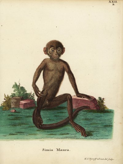 若いバンドウラングール、Presbytis femoralis。シミア・マウラ。Johann Christian Daniel Schreber