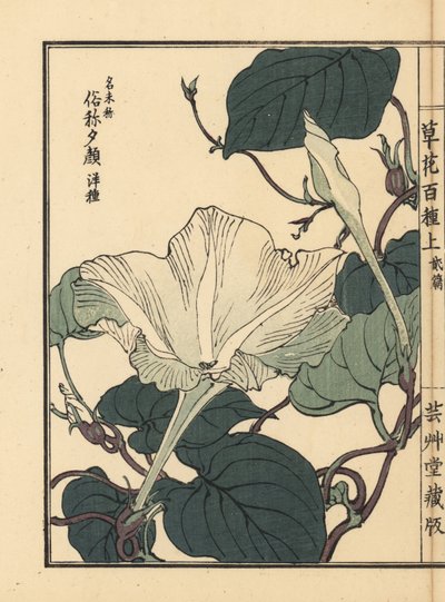 夕顔、ひょうたん、瓢箪の花。河野梅嶺の手彩色木版画『草花百種』より。 作： Unbekannter Künstler
