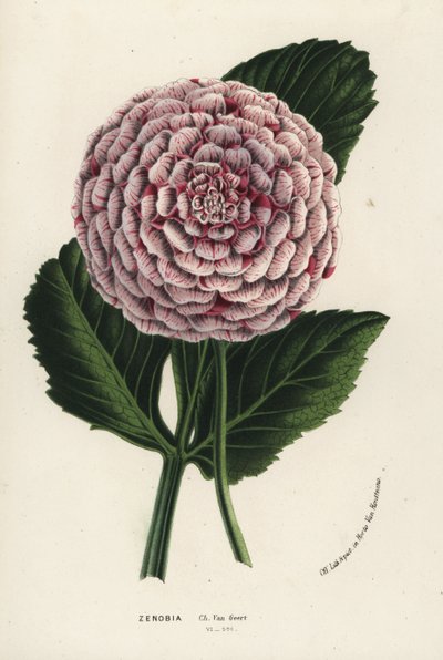 ゼノビア・ダリアの雑種、ダリア・コクシネア。Louis van Houtte and Charles Lemaire