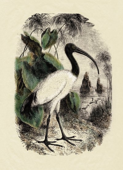 動物学：サクレトキ（Threskiornis aethiopicus）、19世紀の版画 作： Unbekannter Künstler