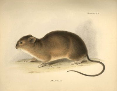 動物学：チャールズ・ダーウィンがビーグル号での探検旅行中に記載したブラジルのネズミ "Mus braziliensis"。1832年から1836年までのフィッツロイ船長率いるH.M.S.ビーグル号の航海の動物学』より。 作： Unbekannter Künstler