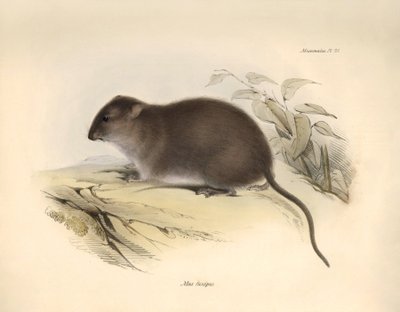 動物学：チャールズ・ダーウィンがビーグル号での探検旅行中に記載したオーストラリア沿岸の齧歯類 "Mus fuscipes"。The Zoology of the voyage of H.M.S. Beagle under the Command of Captain Fitzroy during the years 1832 to 1832（フィッツロイ船長率いるH.M.S.ビーグル号の1832年から1832年までの航海の動物学）」より。 作： Unbekannter Künstler