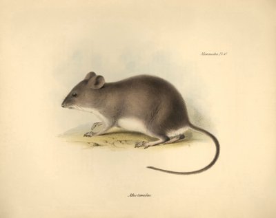 動物学：チャールズ・ダーウィンがビーグル号での探検旅行中に記載した "Mus tumidus"（湿地ネズミ）。The Zoology of the voyage of H.M.S. Beagle under the Captain Fitzroy during the years 1832 to 1836 edited and super"（フィッツロイ船長率いるビーグル号の1832年から1836年にわたる航海の動物学）より。 作： Unbekannter Künstler
