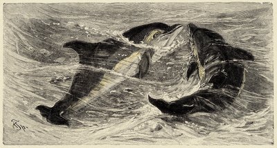 動物学：イルカ（delphinus delphis）について、カルロ・ヴォクトとフェデリコ・シュペヒトが1884年の "Natural history illustree: mammals "に記述し、図解している。 作： Unbekannter Künstler