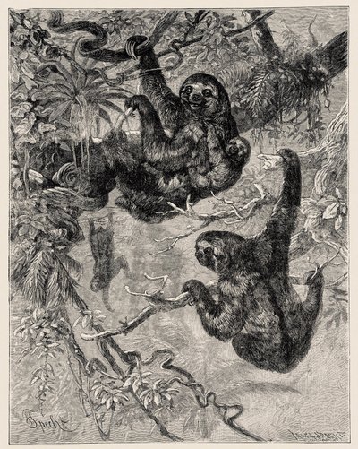 動物学：Carlo VogtとFederico Spechtにより "Illustree Natural History "に記載され、図解されている：哺乳類」1884年 作： Unbekannter Künstler