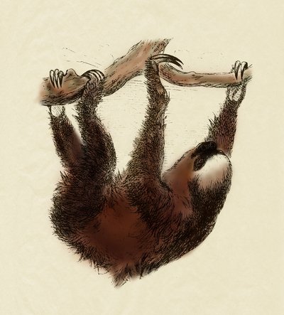 動物学：怠け者（Bradypus tridactylus） 作： Unbekannter Künstler