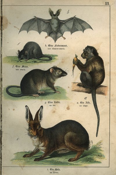 動物学：コウモリ、ネズミ、ラット、サル、ウサギの表現。フランス・ドイツの子供向け辞書より 作： Unbekannt