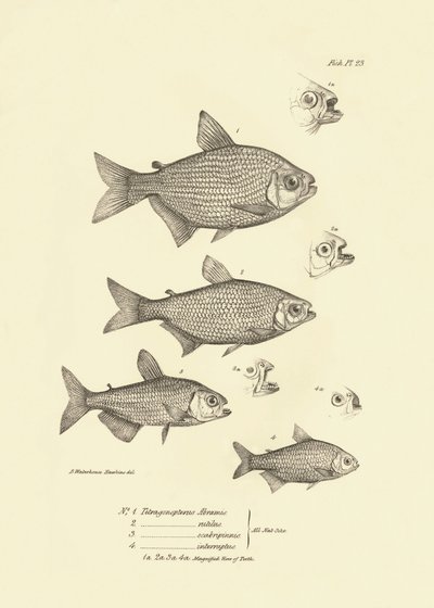 動物学：チャールズ・ダーウィンがビーグル号での航海中に記述した魚「Tetragonopterus Abramis, rutilus, scabripinnis, interruptus」の表現。The zoology of the voyage of H.M.S. Beagle under the command of Captaain Fitzroy dur（フィッツロイ船長率いるビーグル号航海の動物学）」のプレート。 作： Unbekannter Künstler