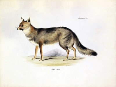 動物学：チャールズ・ダーウィンがビーグル号の旅で説明した南米のキツネ "Canis Azarae "の表現。The zoology of the voyage of H.M.S. Beagle under the Command of Captaain Fitzroy during the years 1832-1836 "のプレート。 作： Unbekannter Künstler