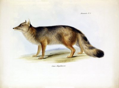 動物学：チャールズ・ダーウィンがビーグル号の旅で説明した南米のキツネ "Canis fulvipes "の表現。The zoology of the voyage of H.M.S. Beagle under the Command of Captaain Fitzroy during the years 1832-1836" より。 作： Unbekannter Künstler
