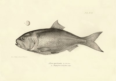 動物学：チャールズ・ダーウィンがビーグル号での航海中に記載した魚 "Alosa pectinata "の表現。The zoology of the voyage of H.M.S. Beagle under the Command of Captaain Fitzroy during the years 1832-1836" より。 作： Unbekannter Künstler