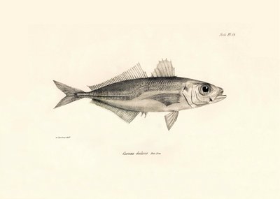 動物学：チャールズ・ダーウィンがビーグル号での航海中に記載した魚「Caranx declivis」の表現。The zoology of the voyage of H.M.S. Beagle under the Command of Captaain Fitzroy during the years 1832-1836" より。 作： Unbekannter Künstler
