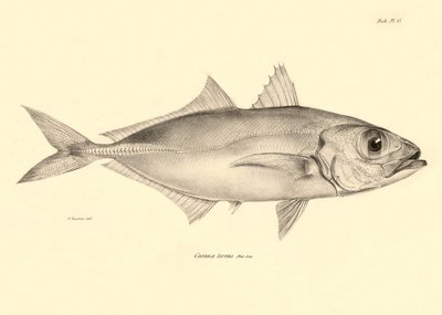 動物学：チャールズ・ダーウィンがビーグル号での航海中に記載した魚 "Caranx torvus "の表現。The zoology of the voyage of H.M.S. Beagle under the Command of Captaain Fitzroy during the years 1832-1836" より。 作： Unbekannter Künstler