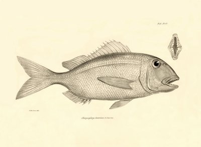 動物学：チャールズ・ダーウィンがビーグル号での航海中に記載した魚 "Chrysophrys taurina "の表現。The zoology of the voyage of H.M.S. Beagle under the Command of Captaain Fitzroy during the years 1832-1836" より。 作： Unbekannter Künstler