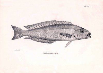 動物学：チャールズ・ダーウィンがビーグル号での航海中に記載した魚 "Latilus princeps "の表現。The zoology of the voyage of H.M.S. Beagle under the Command of Captaain Fitzroy during the years 1832-1836" より。 作： Unbekannter Künstler