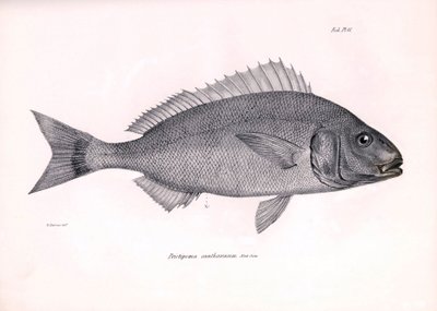 動物学：チャールズ・ダーウィンがビーグル号での航海中に記載した魚 "Pristipoma cantharinum "の表現。The zoology of the voyage of H.M.S. Beagle under the Command of Captaain Fitzroy during the years 1832-1836 "のプレート。 作： Unbekannter Künstler