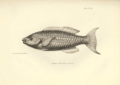 動物学：チャールズ・ダーウィンがビーグル号での航海中に記載した魚 "Scarus Chlorodon "の表現。The zoology of the voyage of H.M.S. Beagle under the Command of Captaain Fitzroy during the years 1832-1836" より。 作： Unbekannter Künstler