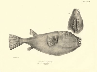 動物学：チャールズ・ダーウィンがビーグル号での航海中に記載した魚「Tetrodon (Tetraodon) angusticeps」の表現。The zoology of the voyage of H.M.S. Beagle under the Command of Captaain Fitzroy during the years 1832-18 "のプレート。 作： Unbekannter Künstler