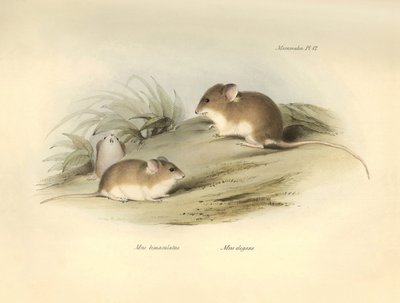 動物学：チャールズ・ダーウィンがビーグル号での探検旅行中に記載した "Mus albimaculatus"（ネズミ）と "Mus elegans"（ネズミ）。The Zoology of the voyage of H.M.S. Beagle under the Command of Captain Fitzroy during the years 1832 to 18（フィッツロイ船長率いるビーグル号の1832年から18年にわたる航海の動物学）」のプレート。 作： Unbekannter Künstler