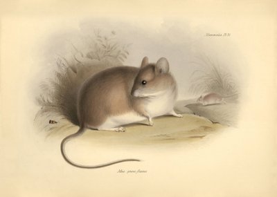 動物学：チャールズ・ダーウィンがビーグル号での探検旅行中に記載した "Mus griseoflavus"（ハダカデバネズミ）。The Zoology of the voyage of H.M.S. Beagle under the command of Captain Fitzroy during the years 1832 to 1836 edited and 1836"（フィッツロイ船長率いるビーグル号の1832年から1836年にわたる航海の動物学）のプレート。 作： Unbekannter Künstler