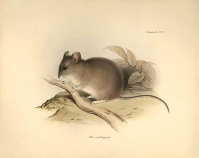 動物学：チャールズ・ダーウィンがビーグル号での探検旅行中に記載した "Mus xanthopygus "またはキサントピガス・マウス。The Zoology of the voyage of H.M.S. Beagle under the Command of Captain Fitzroy during the years 1832 to 1836 e.』より。 作： Unbekannter Künstler