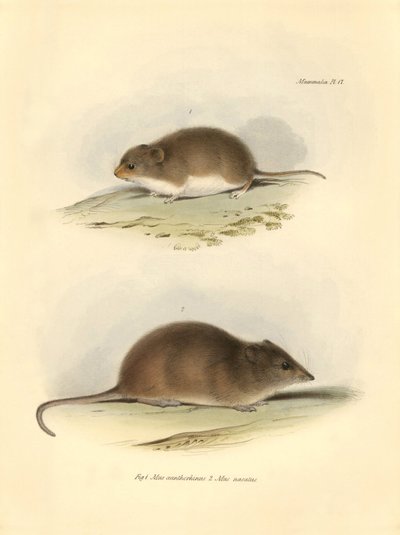 動物学：チャールズ・ダーウィンがビーグル号での探検旅行中に記載した "Mus xanthorhinus"（野ネズミ）と "Mus nasutus"。The Zoology of the voyage of H.M.S. Beagle under the Command of Captain Fitzroy during the years 1832 t.」のプレート。 作： Unbekannter Künstler