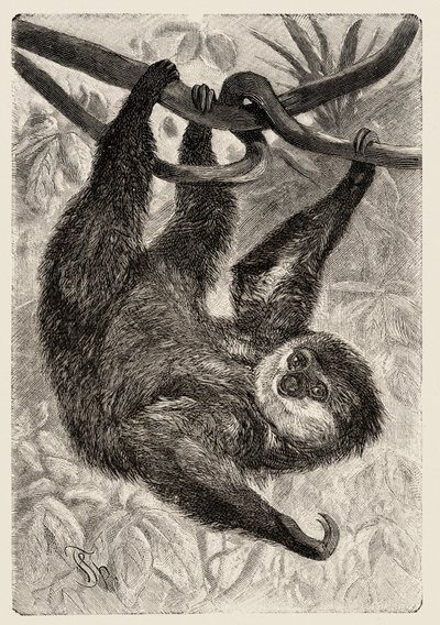 動物学：カルロ・ヴォクトとフェデリコ・シュペヒトによる「博物図説：哺乳類」1884年の解説と図版。 作： Unbekannter Künstler