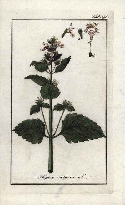 カタリーまたはカタリーまたはキャットミント（Nepeta cataria）。オランダ、ヨハネス・ゾーン（1739-1799）作 "Afbeelding der Artseny-Gewassen "のリトグラフ。 作： Unbekannter Künstler