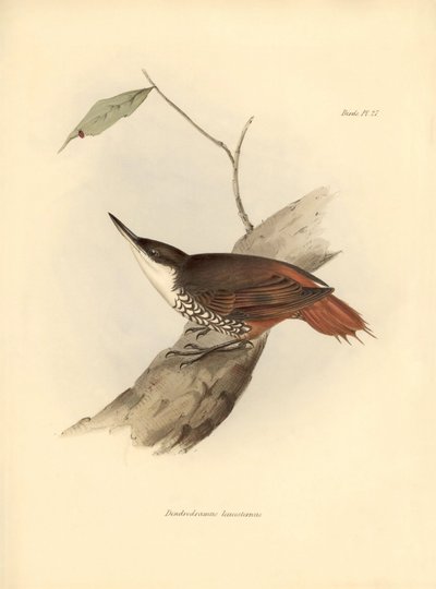 鳥類学チャールズ・ダーウィン(1809-1882)が観察・記述した南アメリカの鳥「Dendrodamus leucosternus」。The zoology of the voyage of H.M.S. Beagle. "のプレート。飛行。III, Birds described by John Gould, with notice of their habits by Charl. 作： Unbekannter Künstler