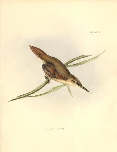 鳥類学：チャールズ・ダーウィン(1809-1882)が観察し、記述した南米の鳥 "Limnornis rectirostris"。The zoology of the voyage of H.M.S. Beagle. "のプレート。飛行。III、ジョン・グールドによって記載された鳥類、シャールによるその習性についての通知付き。 作： Unbekannter Künstler