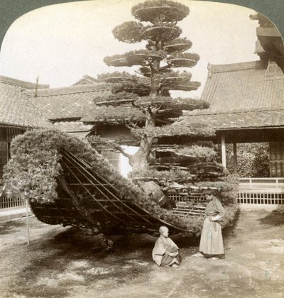 松の形をした一本の松、金閣寺、京都、1904 作： Underwood and Underwood