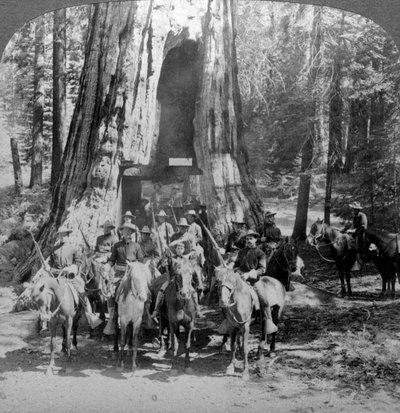 偉大な木カリフォルニア、カリフォルニア、米国を通過する騎兵。 作： Underwood and Underwood