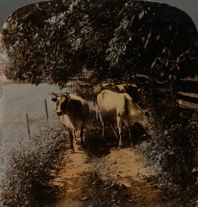 搾乳時にc1900に牛が家路を上ってくる。アーティスト：Elmer Underwood、Bert Elias Underwood。 作： Underwood and Underwood