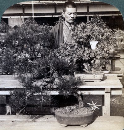 オクマス伯爵の温室、東京、日本、1904年の小人松とカエデ 作： Underwood and Underwood