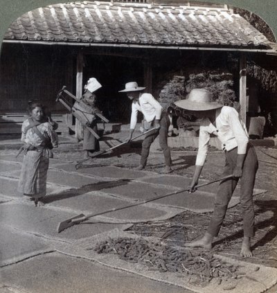 1904年横浜市の近くで、竹の熊手がマットの上にキビを広げて冬に乾かす農家 作： Underwood and Underwood