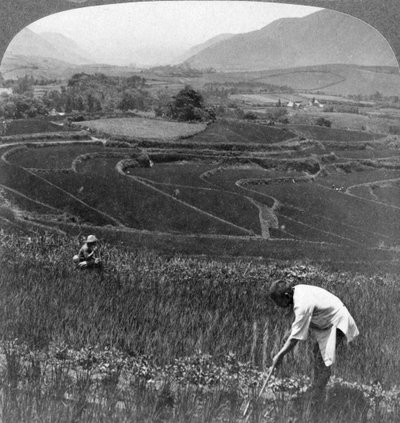 日本の阿蘇山の古い火口の肥沃な水田、1904年。 作： Underwood and Underwood
