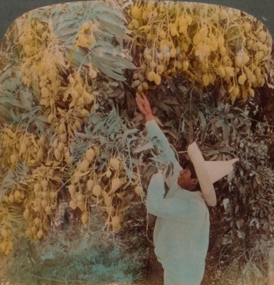1907年、メキシコのクエルナバカにある重荷のマンゴーの木から甘美な果実を集めています。アーティスト：エルマーアンダーウッド、バートエリアスアンダーウッド。 作： Underwood and Underwood
