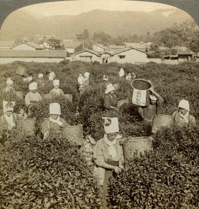 お茶を選ぶ女の子、宇治、日本。 作： Underwood and Underwood