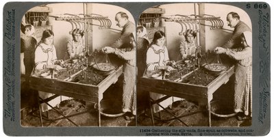 シルクの製造、シリア、1900年代。 作： Underwood and Underwood